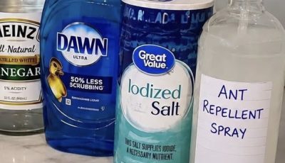 Le Spray Répulsif Anti-Fourmis Naturel Ultime pour une Cuisine Impeccable
