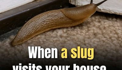 Why Slugs Deserve More Credit Than You Think