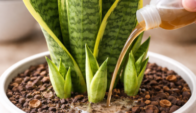 Snake Plant Pups