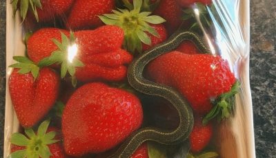 What she found in the package of strawberries left this person frozen.