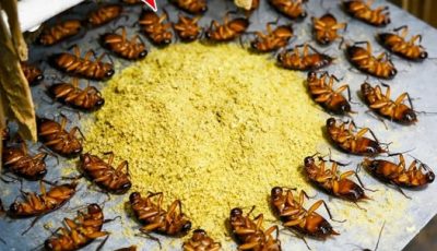  They All Die Instantly! How to Kill Cockroaches Without Poison — and Without Spending a Penny