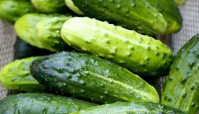 Doctors reveal that eating cucumber in salads causes…