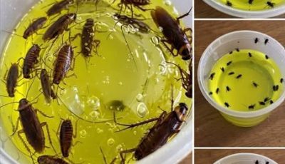 Say goodbye to pests in your home: A proven method that eliminates flies and cockroaches in record time.
