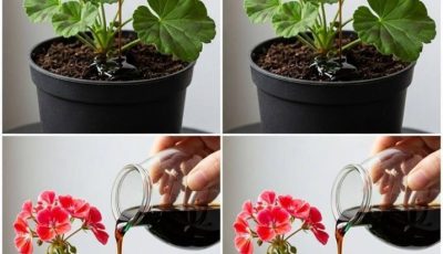 How to Help Geraniums Bloom More Often with Simple Care Tips