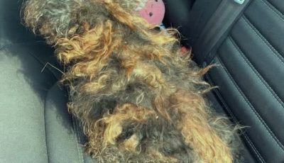 This dog was found in the middle of the road. His fur was so matted it looked like a wig. But after being rescued, he’s unrecognizable! See what he looks like now in the comments. 👇