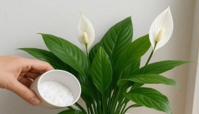 Peace Lily Care Secret: Forget Water—Use This Instead for Lasting Beauty