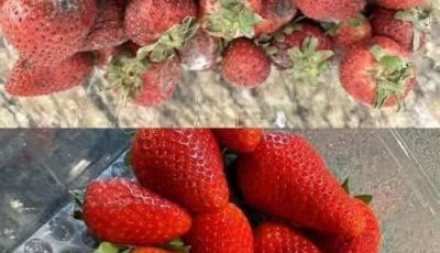 I used to avoid buying lots of strawberries when they were on sale because they were so hard to keep fresh! Recently, I discovered a genius hack from a farmer that keeps strawberries fresh for days! They stayed as good as freshly bought, even after several days. All you need is a simple ingredient that’s easy to find at home