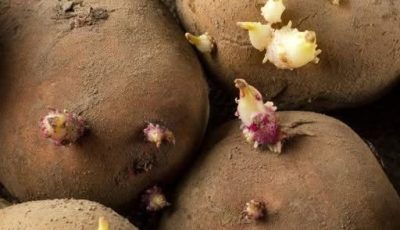 Can You Eat Sprouted Potatoes? Here’s What You Need to Know