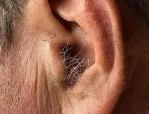 DID YOU KNOW? If hair grows on your ears, it’s because your body is…