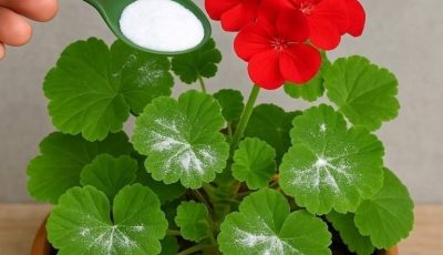 Here’s how to have geraniums full of flowers: you have to water them like this to always have them thriving
