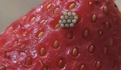 White Worms in Strawberries? What Happens When You Soak Berries in Salt Water (And If They’re Still Safe to Eat)