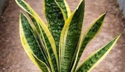 The Power of the Snake Plant: Why Having It in Your Home Is a Blessing