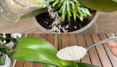 Orchids, Fertilizer Cubes, and Crowded Flowers: The Secret to Thriving Orchids No One Talks About