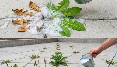 Natural and Powerful Homemade Weed Control