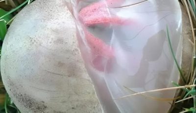 In the garden, I found a slimy, reddish creature that gave off an unpleasant odor. I was shocked when I realized it was a slimy creature.