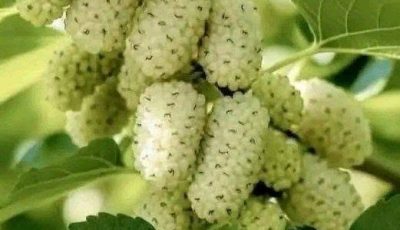 I don’t know what kind of fruit this is. This is the first time I’ve seen it.