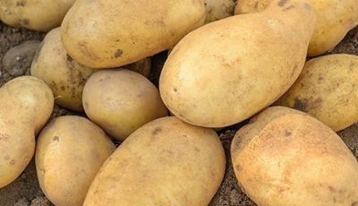 Doctors reveal that eating potatoes causes… See more…