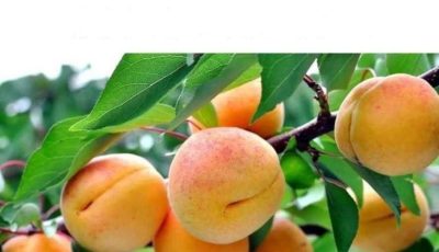 Vitamin B17: The Greatest C.a..ncer Camouflage in History – Nutritional Supplements