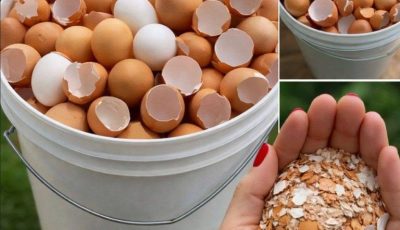Stop throwing them away. Boil eggshells and say goodbye to…