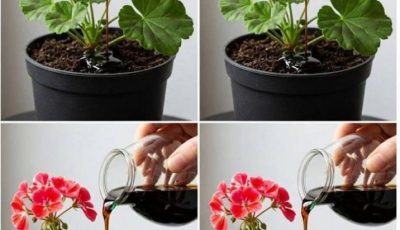 Do this and your geraniums will be able to bloom almost continuously for over a year.