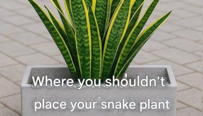 Never place your snake plant in this spot!