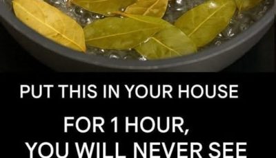 Say goodbye to flies, mosquitoes and cockroaches boiling these leaves