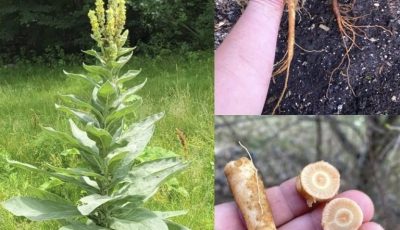 The Hidden Power of Mullein Roots: Nature’s Forgotten Respiratory Ally