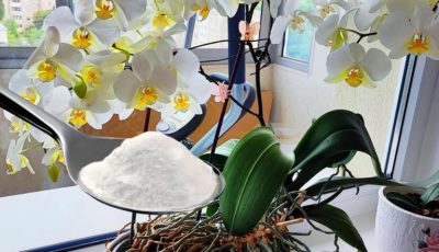 The florists’ secret to blooming orchids