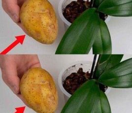 ORCHIDS, THE DISCOVERED SECRET OF FAST AND HEALTHY GROWTH: IT’S NOT ENOUGH FOR YOU