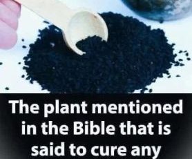 Plant in the Bible Said to Heal All Ailments