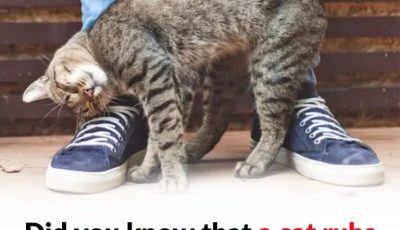 Why a Cat Rubs Against You