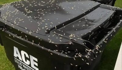 How to Stop Maggots From Taking Over Your Trash Bin