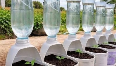 Gardening and DIY ideas