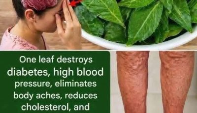 One Leaf, Many Benefits