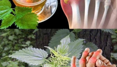 Nettle Tea for Joint Comfort