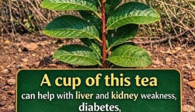 Guava Leaf Tea