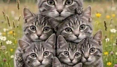 Can You Spot Them All? The Viral “How Many Cats” Puzzle Solved!