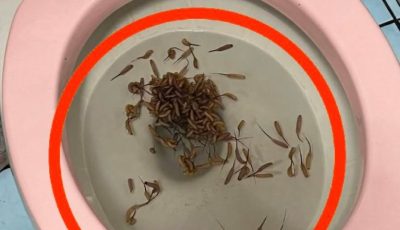 After seeing this, you’ll never flush the toilet the same way again.