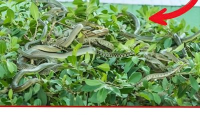 Plants that should not be planted around the house because they attract snakes, everyone needs to know to avoid them.