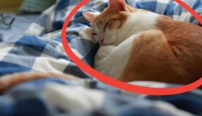 Did you know that this is the most serious illness you can get from sleeping with cats? 😿💥 Find out if they’re really worth sharing your bed with? 😨👇 …