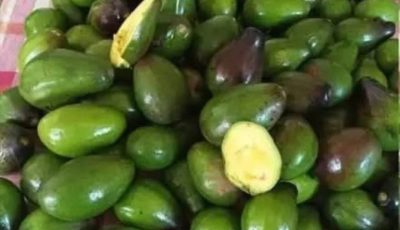 Home5 Potential Risks of Eating Avocados You Should Know 5 Potential Risks of Eating Avocados You Should Know