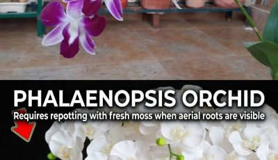 Wilted orchid, there is still hope: with this ingredient it comes back to life