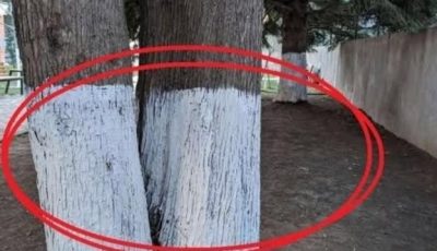 Why Are Some Trees Painted White? A Winter Secret, Revealed