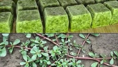 Never step on this weed; it’s considered a ‘gold mine’ in the garden .