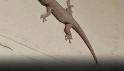 The Spiritual Meaning of a Lizard Entering Your Home Across Different Cultures
