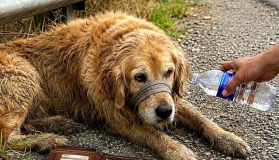 The golden retriever lying by the side of the highway wasn’t guarding a lost wallet. He was waiting beside the last thing his owner had left behind…