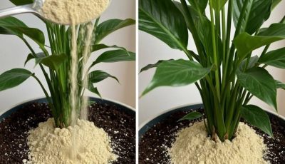 Peace lily: thanks to this one ingredient, it will bloom for up to 10 years in a row.
