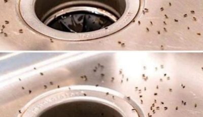 How To Get Rid Of Gnats