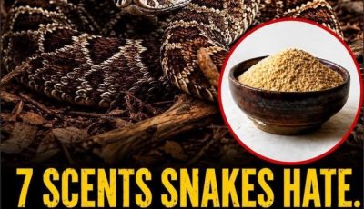 7 smells snakes hate and how to use them to keep these slithery visitors away from your home