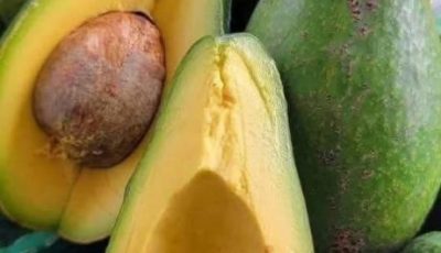 Doctors reveal that avocado consumption causes…
